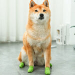 self adhesive bandage